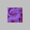 Purple dragon! .....again!